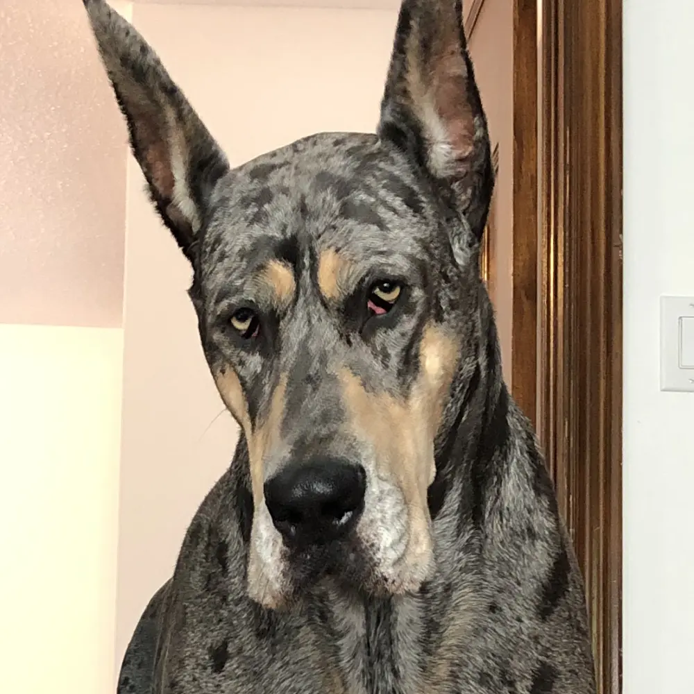 Image contains a photo of a large Great Dane looking directly at the camera.