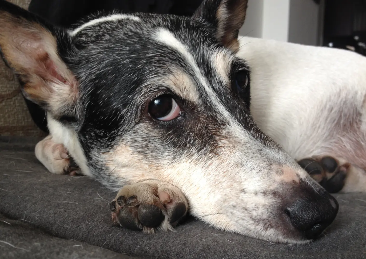 Image contains a photo of a small black and white dog sitting on a grey blanket and looking at the camera.