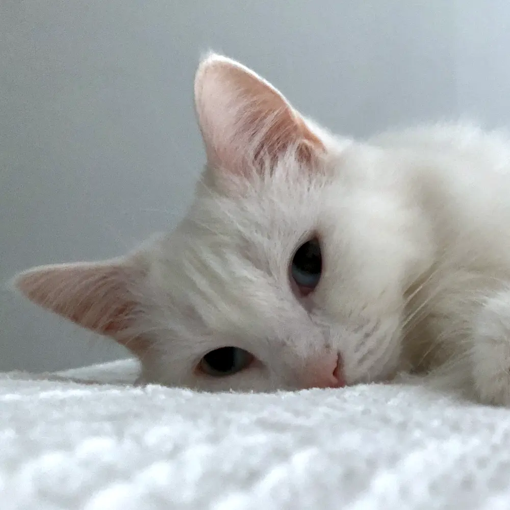 Image contains a photo of a white cat laying on a blanket and looking at the camera.
