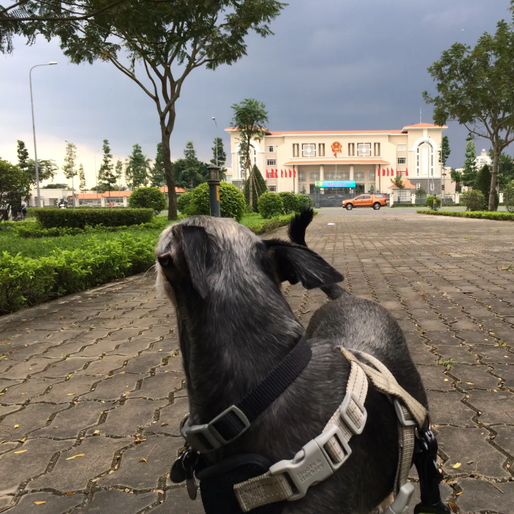 Image contains a photo of a nervous dog looking back at some rain clouds in Saigon, Vietnam.