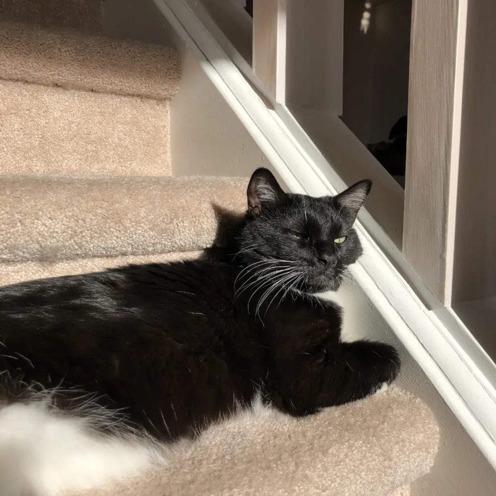 Image contains a photo of a black cat sitting in the sunshine on a staircase.