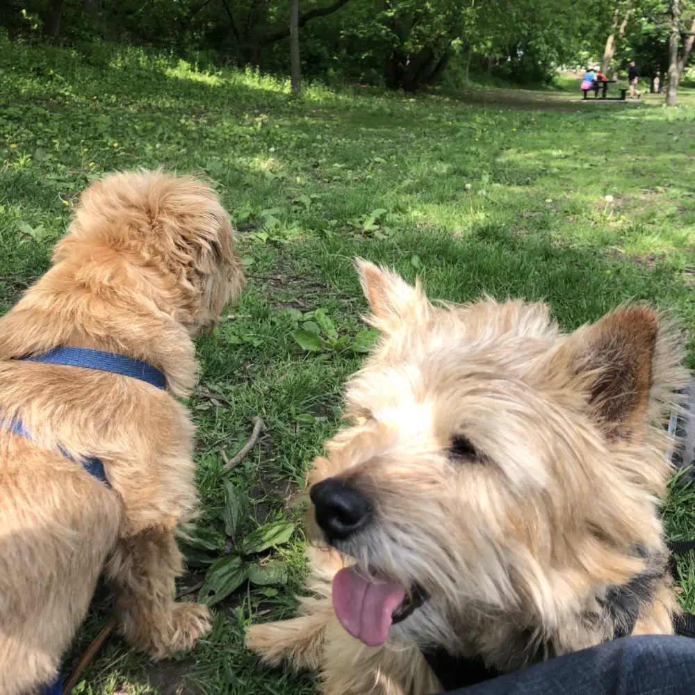 Image contains a photo of two terriers sitting on the grass.