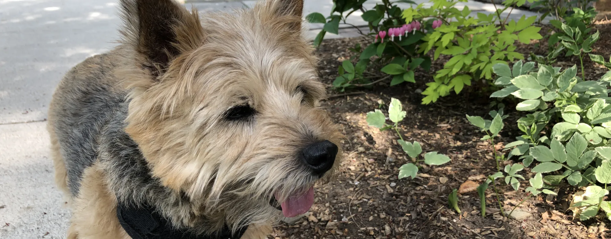 Image contains a photo of a small terrier with their tongue out next to some plants.