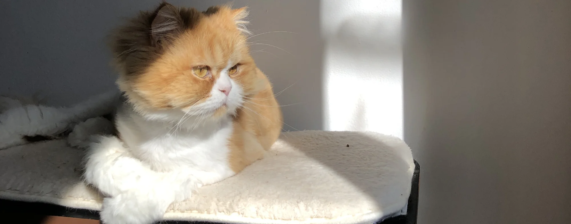 Image contains a photo of a orange and white cat sitting on a perch in the sunlight.
