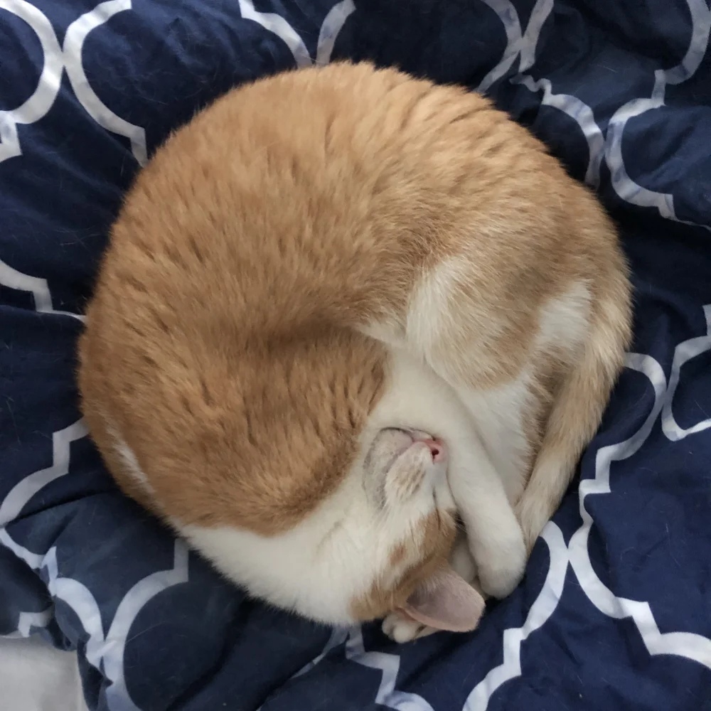 Photo contains an orange and white cat curled-up on a blue bedspread as taken by cat sitter, Ryan Patey, in Toronto.