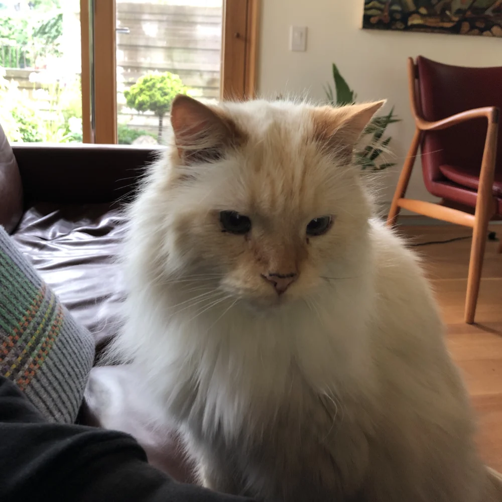 Photo contains a white cat sitting on a couch next to cat sitter, Ryan Patey, in Thornhill, Ontario.