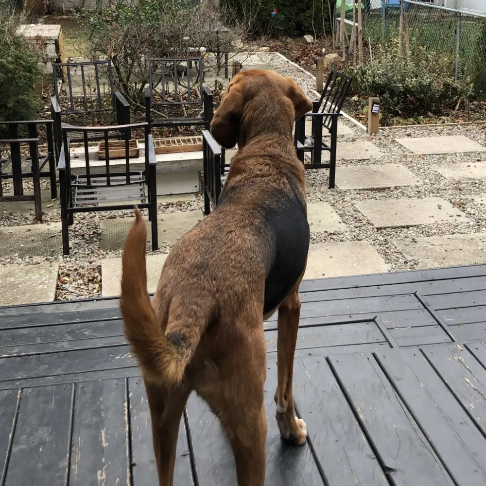 A photo of a bloodhound named Charlie standing on the back porch of a house sit in Toronto.