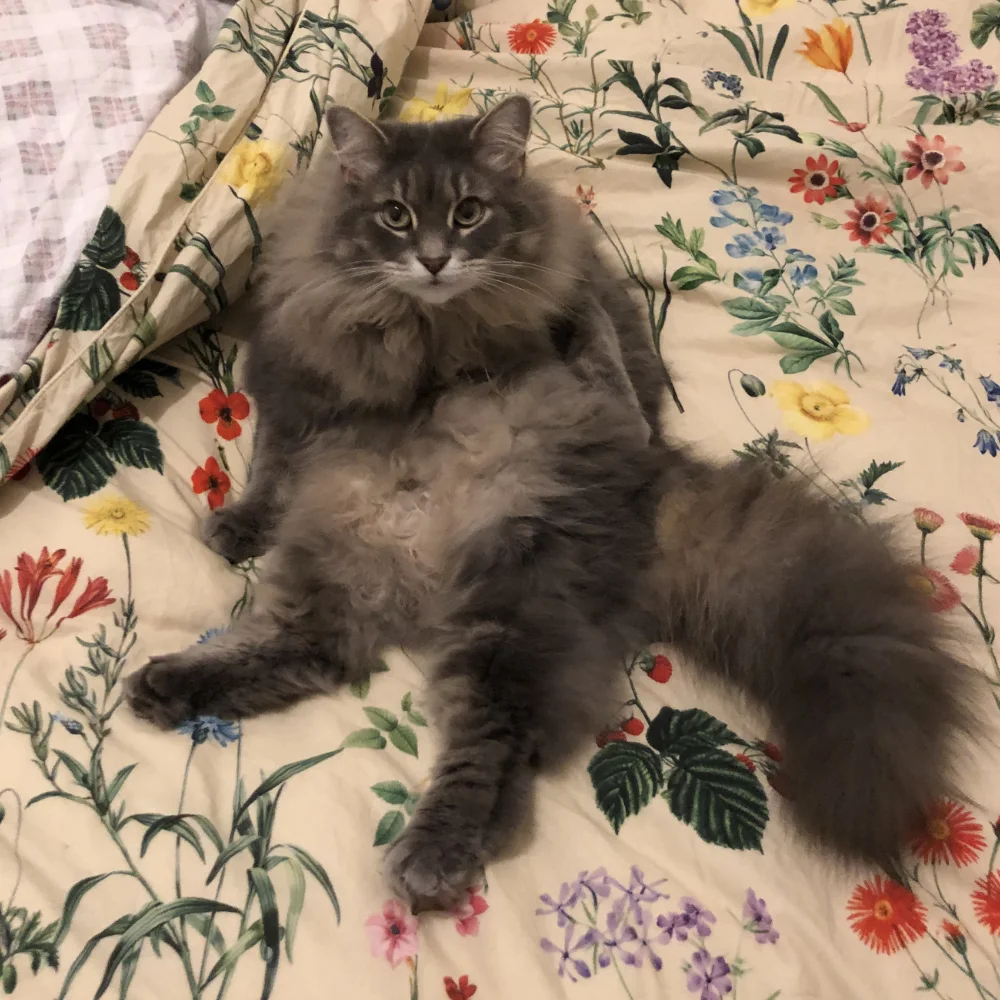 A photo of a cat sitting on their back looking at the camera.