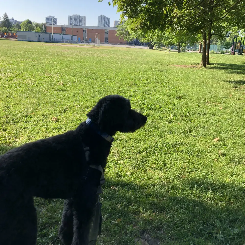 Photo of a black dog on a walk in a grassy park area in York region.