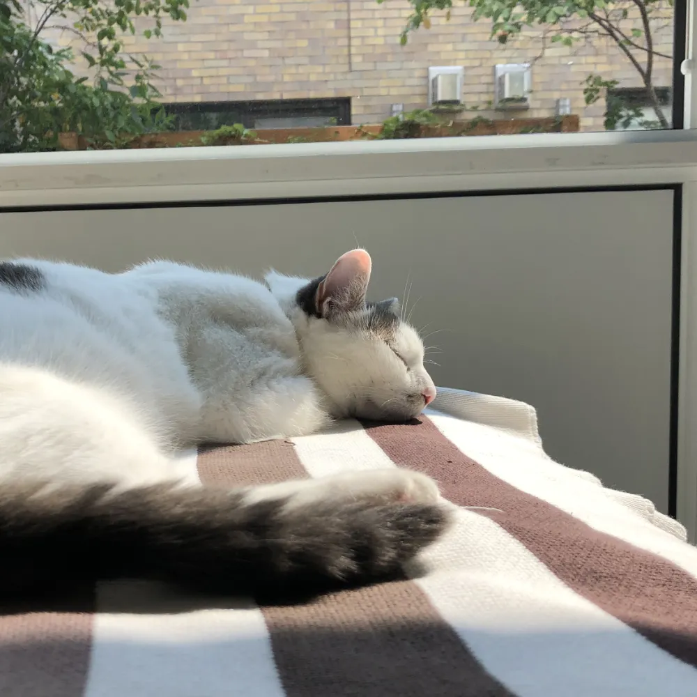 Photo of a sleeping cat on a blanket in the Brockton Village area of Toronto, Ontario, Canada.