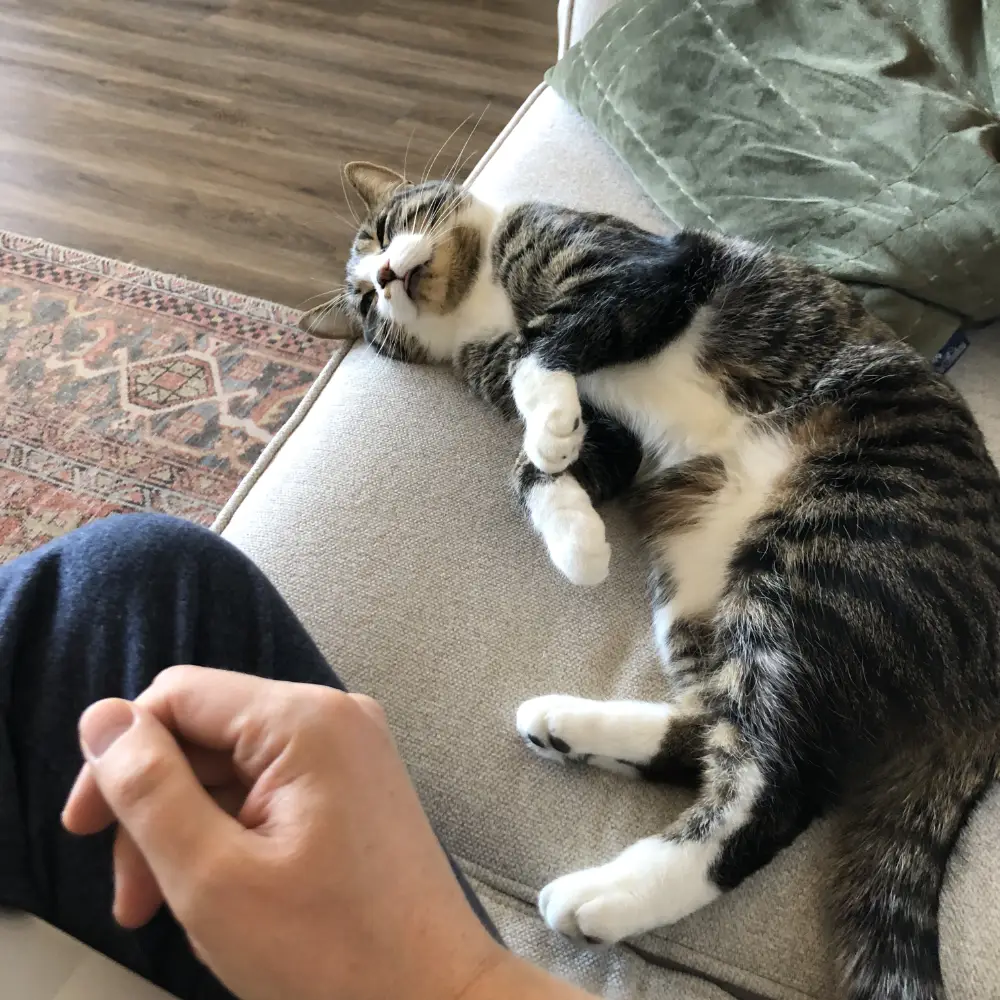 Photo contains a cat stretched out on a couch next to their cat sitter in the Eglinton area of Toronto, Ontario.