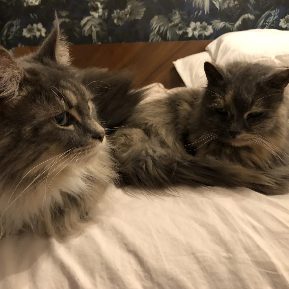 Photo contains two cats on a bed. Both are looking away from the camera, which is being held by Toronto cat sitter, Ryan Patey.